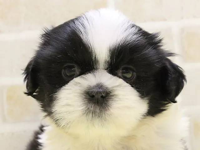千葉県のシーズー (ペッツワン幕張店/2025年4月3日生まれ/男の子/ゴールドホワイト)の子犬